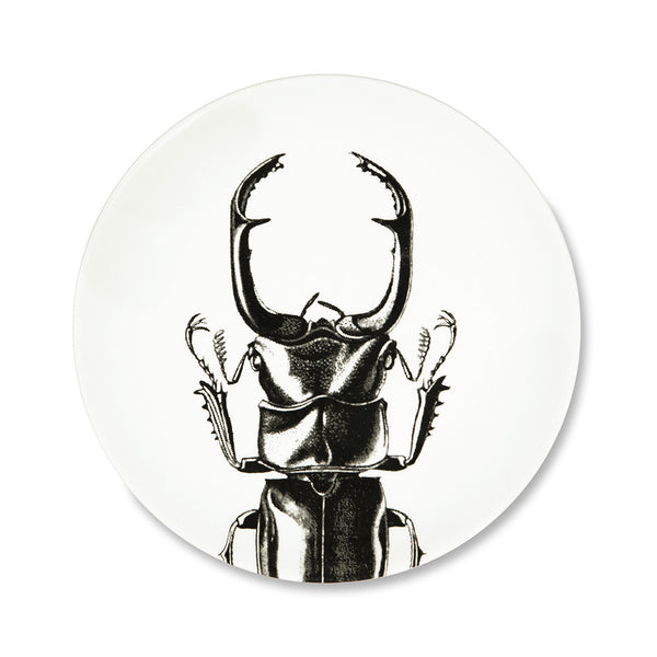 Flat plate - Scarab