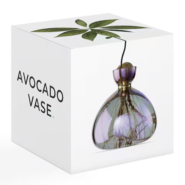 Glass vase for avocado